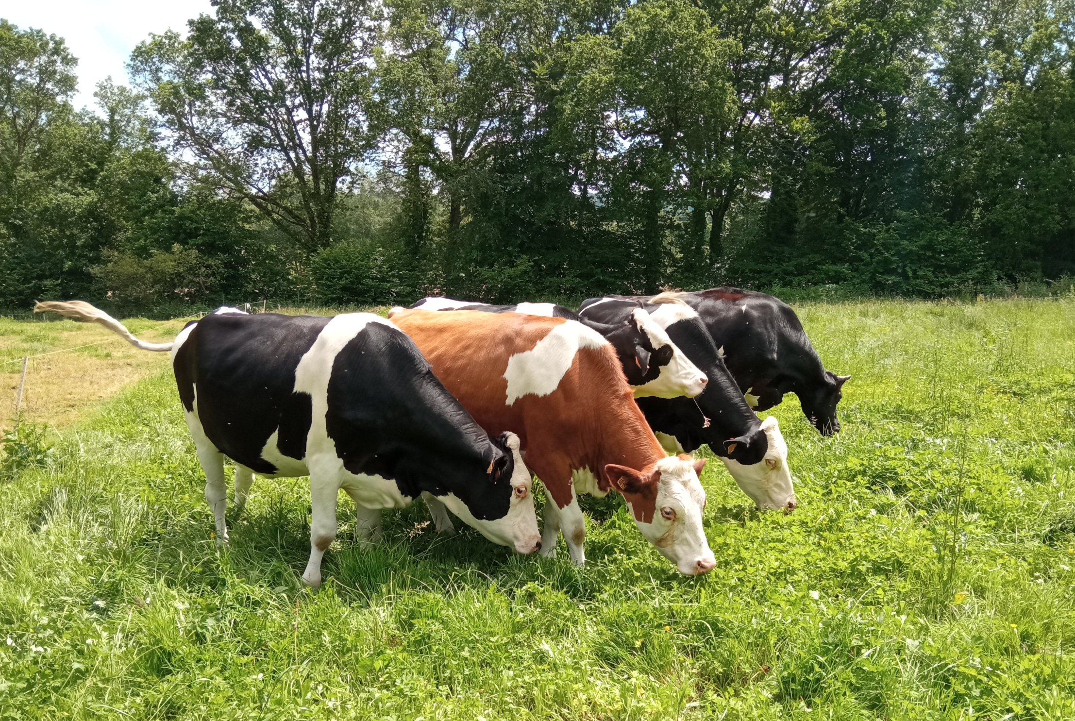 Gestion du pâturage - perfectionnement