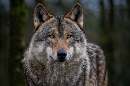 Loup : anticiper les mesures de protection face aux risques de prédation
