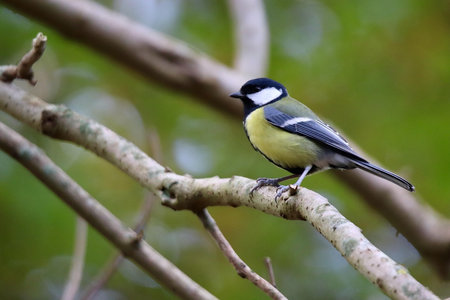 Biodiversité : Identifier et favoriser la présence d'oiseaux sur sa ferme