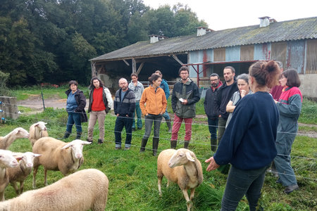 Santé en ovin lait - suivi gestation et mise bas