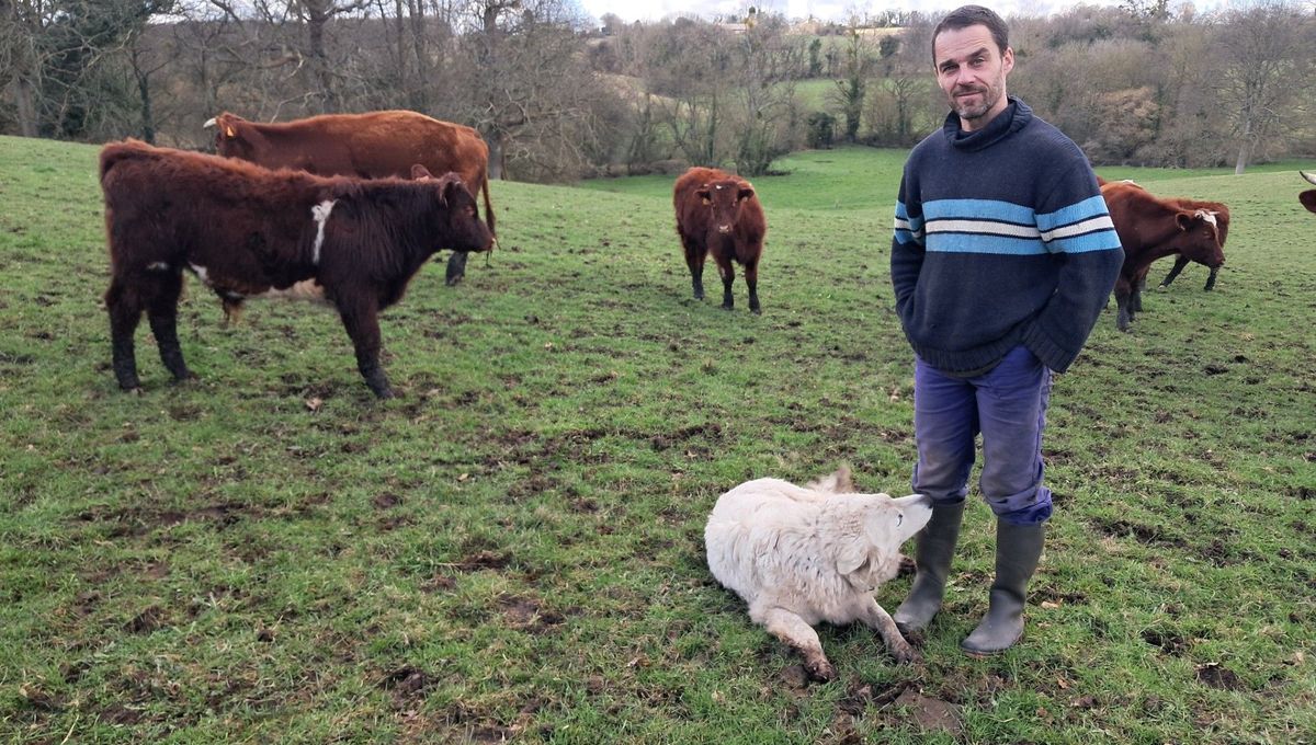 Loup - chien de protection