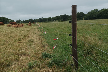 Clôtures de dissuasion - loup