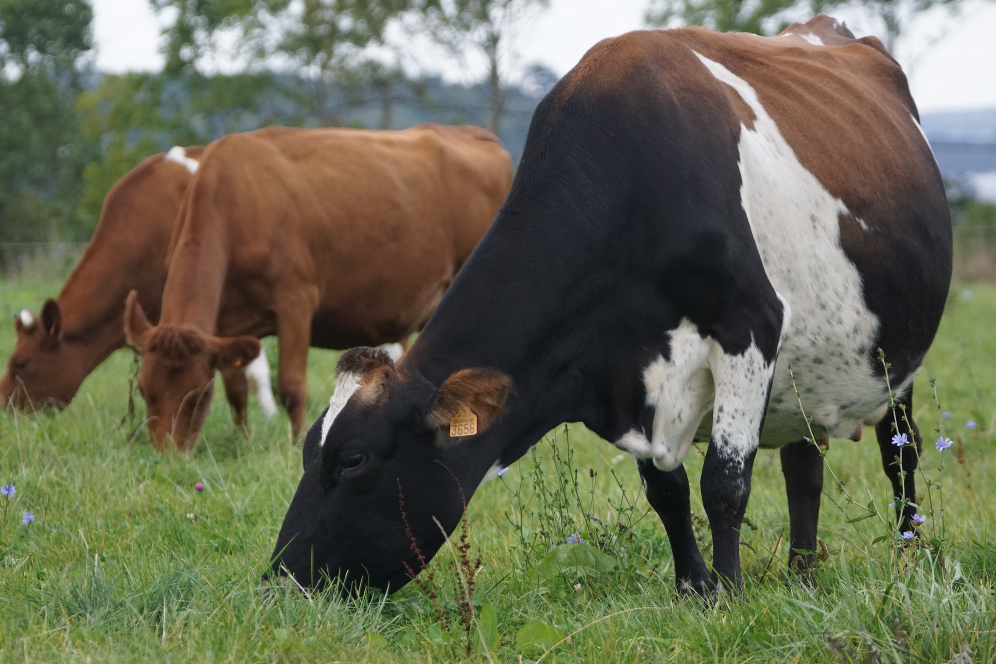 Croisements laitiers