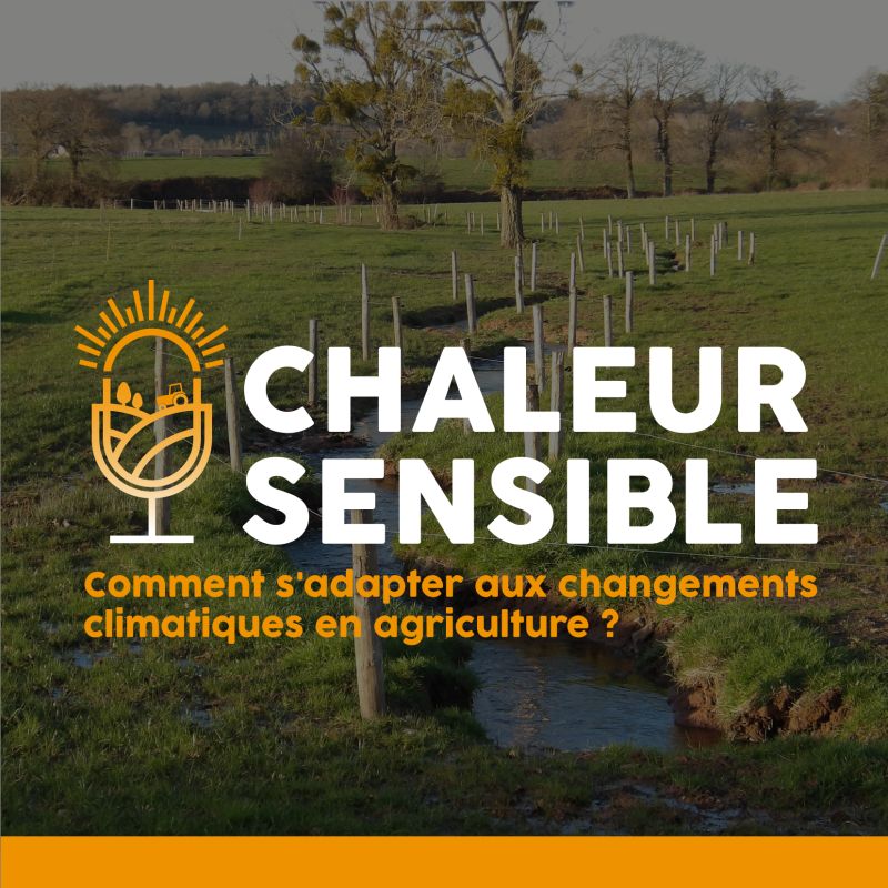 Podcast Chaleur Sensible