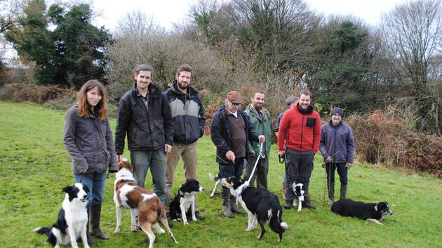 Chien de troupeau - perfectionnement