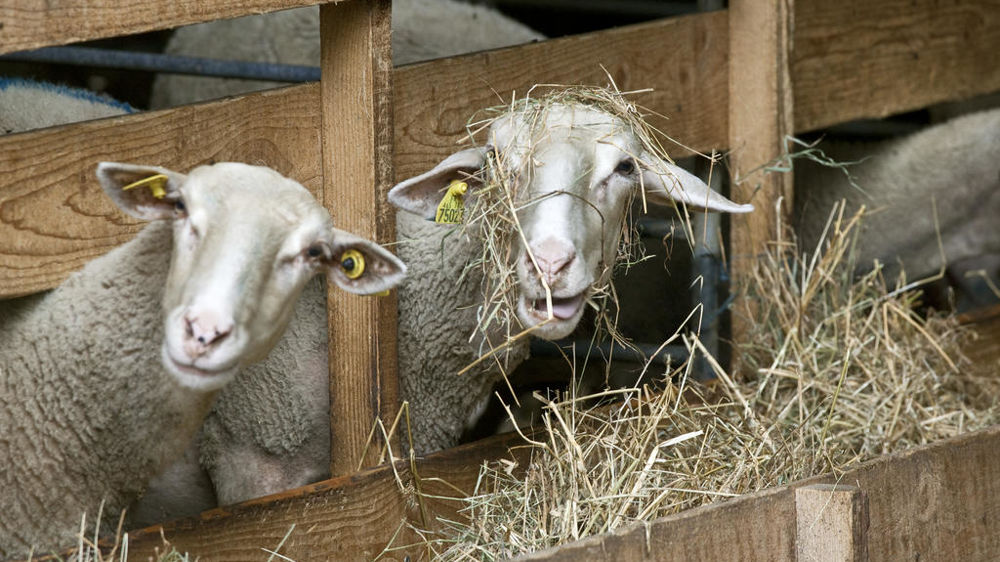 Santé en élevage de brebis laitières