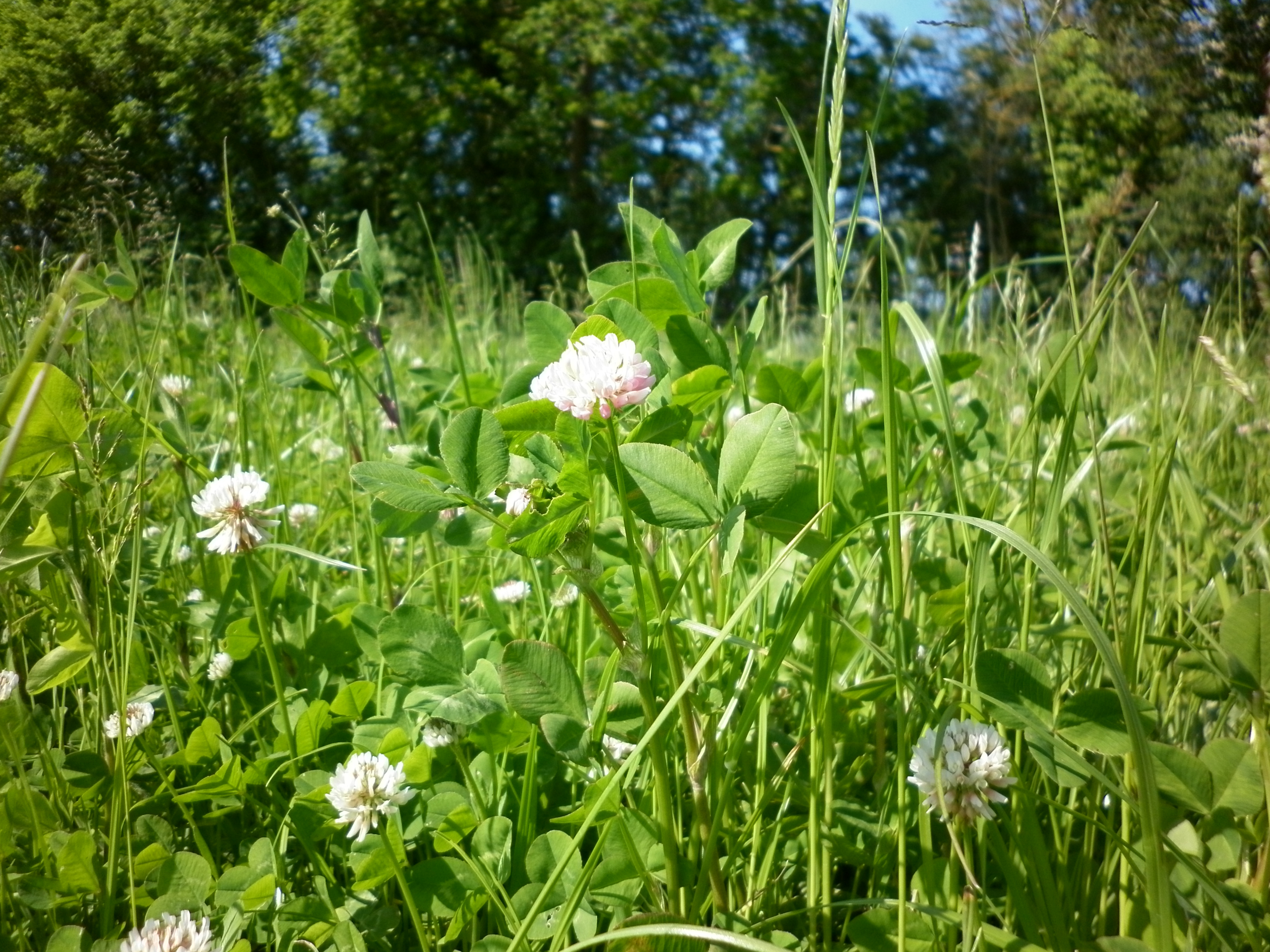 Maîtriser les amendements et la fertilisation de ses prairies
