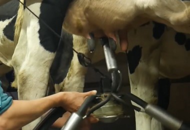 Oser la monotraite en système herbager