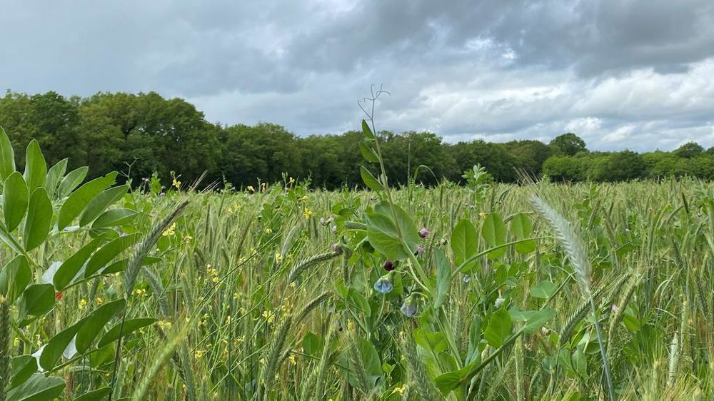 Semer ses prairies sous couvert
