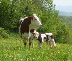 Elever les veaux sous la mère en système laitier herbager